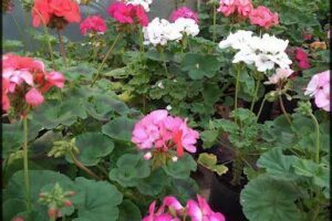 Vivero lluvia de oro flores y plantas