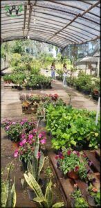 Vivero Maria Luisa