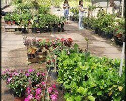 Vivero Maria Luisa
