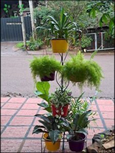 Vivero Mosqueteros