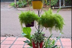 Vivero Mosqueteros