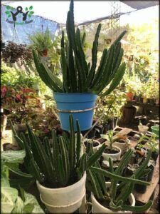 Vivero Pacheco