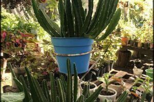 Vivero Pacheco