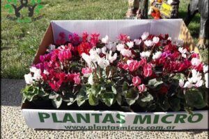 VIVERO PINEA