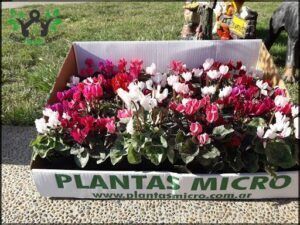 VIVERO PINEA