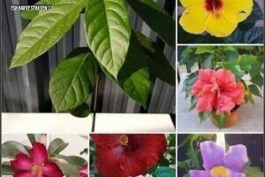 Vivero Plantas Rocio
