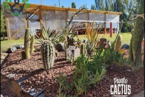 Vivero Punto Cactus