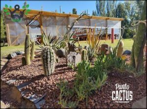 Vivero Punto Cactus