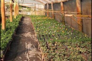 Vivero Quinta Los Teros