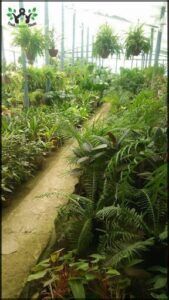 Vivero Raices