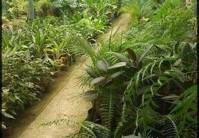 Vivero Raices