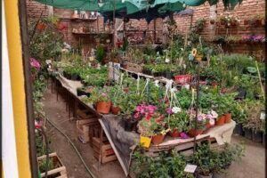 Vivero Rio Bamba