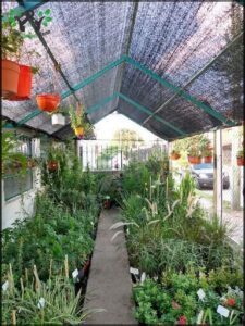 Vivero San Carlos