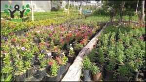 Vivero santa Rita