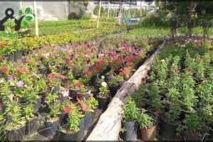 Vivero santa Rita