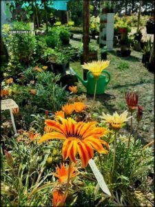 vivero sol naciente