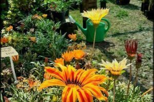 vivero sol naciente