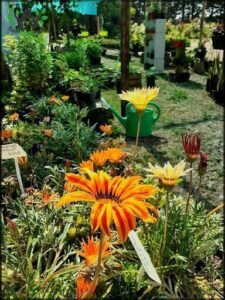 vivero sol naciente