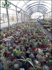 vivero taguchi