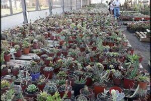 vivero taguchi