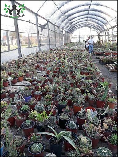 Vivero Taguchi (mayorista)