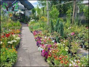 Vivero Trevelin