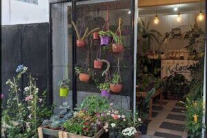 VIVERO TU CACTUS
