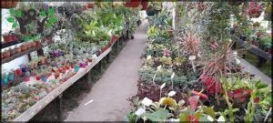 Vivero Zona Verde Esquel