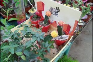 Vivero's - Florece tu Hogar