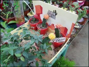 Vivero's - Florece tu Hogar