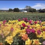 yellow and pink flowers in a field with a mountain in the background