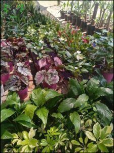 Yvoty Vivero Corrientes