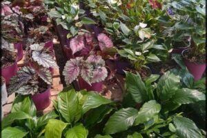 Yvoty Vivero Corrientes