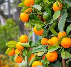 2 Calamondin (Calamansi) Trees   B0DYP78BFP