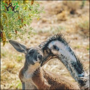 A baby kangaroo is being nursed by its mother, who is a large bird.