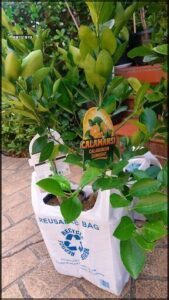 A bag of Calamansi oranges sits on the ground next to a tree.