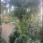 A banana tree with a bunch of bananas growing on it.