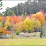 A beautiful autumn scene with trees in the foreground and a house in the background.