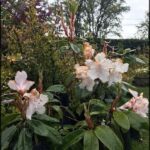 A beautiful flower garden with a variety of flowers, including white and pink flowers, and green leaves.
