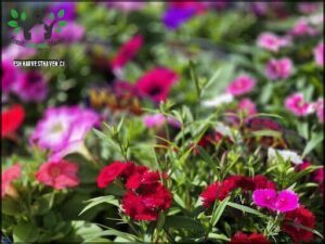 A beautiful garden filled with a variety of colorful flowers, including red, pink, and purple.