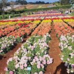 A beautiful garden filled with a variety of flowers, including red and yellow ones, is displayed in a field.