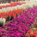 A beautiful garden filled with a variety of flowers, including red, white, and pink ones, creates a vibrant and colorful scene.