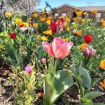 A beautiful garden filled with colorful flowers, including pink and yellow tulips, and purple and yellow daffodils.