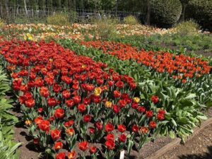 A beautiful garden filled with red and yellow flowers.