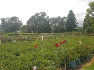 A beautiful garden filled with red roses and green bushes.