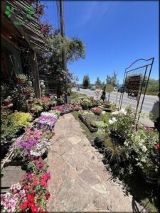 A beautiful garden with a variety of flowers and plants.