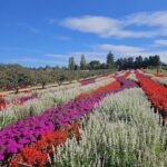 A beautiful garden with a variety of flowers and trees.