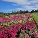 A beautiful garden with a variety of flowers, including pink and yellow ones, is visible in the image.
