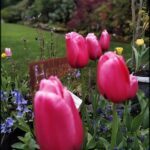 A beautiful garden with a variety of flowers, including pink tulips and bluebells.