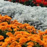A beautiful garden with a variety of flowers, including red, orange, and yellow ones.